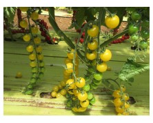 ΤΟΜΑΤΑ YELLOW CHERRY 406218 F1 50 ΣΠΟΡΟΙ