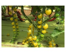 ΤΟΜΑΤΑ YELLOW CHERRY UG 406218 F1 50 ΣΠΟΡΟΙ