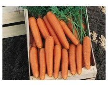 ΚΑΡΟΤΟ SOPRANO F1 100.000 ΣΠΟΡΟΙ