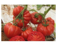 ΤΟΜΑΤΑ RICCIOLO F1 50 ΣΠΟΡΟΙ