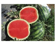 ΚΑΡΠΟΥΖΙ CRIMARA F1 