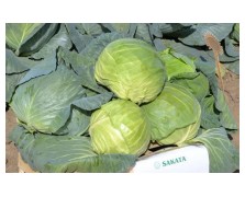 ΛΑΧΑΝΟ HYPOO F1 2.500 ΣΠΟΡΟΙ