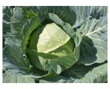 ΛΑΧΑΝΟ HYPOO F1 2.500 ΣΠΟΡΟΙ