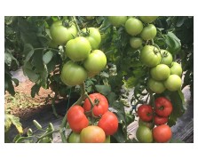 ΤΟΜΑΤΑ MYSA F1 1.000 ΣΠΟΡΟΙ