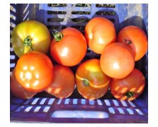 ΤΟΜΑΤΑ MOUNTAIN FRESH PLUS F1 1.000 ΣΠΟΡΟΙ