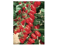 ΤΟΜΑΤΑ COLLINA F1 1.000 ΣΠΟΡΟΙ