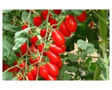 ΤΟΜΑΤΑ COLLINA F1 1.000 ΣΠΟΡΟΙ
