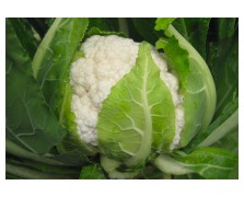 ΚΟΥΝΟΥΠΙΔΙ FLAMENCO F1 2.500 ΣΠΟΡΟΙ