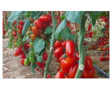 ΤΟΜΑΤΑ ΒΕΛΑΝΙΔΙ LOLLIPOP F1 500 ΣΠΟΡΟΙ