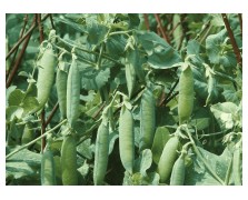 ΑΡΑΚΑΣ UTRILLO ΙΤΑΛΙΑΣ