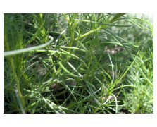 ΑΛΜΥΡΑ SODA CHENOPODIACEAE 1 KG