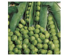 ΑΡΑΚΑΣ UTRILLO SEMINIS ΑΜΕΡΙΚΗΣ (8KG)
