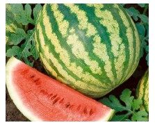 ΚΑΡΠΟΥΖΙ CORAL F1 500 ΣΠΟΡΟΙ