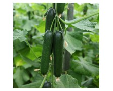 ΑΓΓΟΥΡΙ ΚΟΝΤΟ DATIS F1