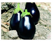 ΜΕΛΙΤΖΑΝΑ GALINE F1