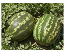 ΚΑΡΠΟΥΖΙ SUN FRESH 