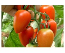 ΤΟΜΑΤΑ ZUCCHELLO F1