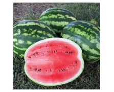 ΚΑΡΠΟΥΖΙ SUNNY FLORIDA F1