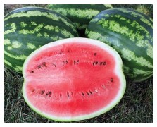 ΚΑΡΠΟΥΖΙ SUNNY FLORIDA F1 1.000 ΣΠΟΡΟΙ