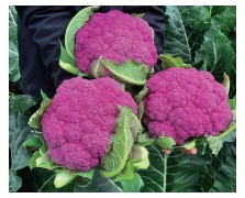 ΚΟΥΝΟΥΠΙΔΙ HIPSTER F1 2.500 ΣΠΟΡΟΙ