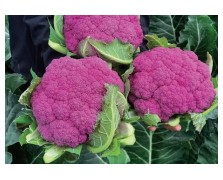 ΚΟΥΝΟΥΠΙΔΙ HIPSTER F1 2.500 ΣΠΟΡΟΙ