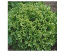 ΜΑΡΟΥΛΙ EPSILONE 5.000 PILLS