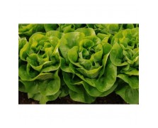 ΜΑΡΟΥΛΙ ORNELLA RZ 5.000 PILLS