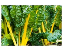 ΣΕΣΚΟΥΛΟ-SWISS CHARD YELLOW 500 G