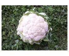 ΚΟΥΝΟΥΠΙΔΙ TALVENA F1 2.500 ΣΠΟΡΟΙ