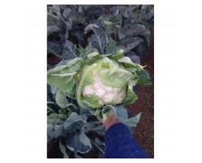 ΚΟΥΝΟΥΠΙΔΙ FORTALEZA F1 2.500 ΣΠΟΡΟΙ