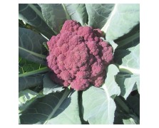 ΜΠΡΟΚΟΛΟ EARLY PINK F1 2.500 ΣΠΟΡΟΙ