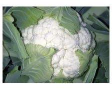 ΚΟΥΝΟΥΠΙΔΙ FERRARA F1 2.500 ΣΠΟΡΟΙ