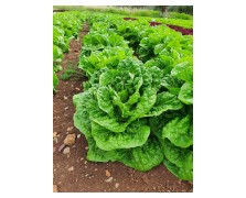 ΜΑΡΟΥΛΙ NOGAL 5.000 PILLS