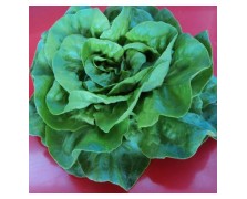 ΜΑΡΟΥΛΙ KUZCO 5.000 PILLS