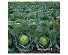 ΛΑΧΑΝΟ MENZANIA F1