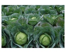 ΛΑΧΑΝΟ MENZANIA F1 2.500 ΣΠΟΡΟΙ