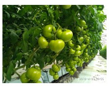 ΤΟΜΑΤΑ OPTASIA F1