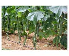 ΑΓΓΟΥΡΙ ΜΑΚΡΥ KYDON F1