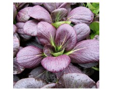 PAK CHOI RED (ΜΠΟΚ ΤΣΟΙ) 