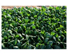 ΣΠΑΝΑΚΙ BINTURONG RZ F1