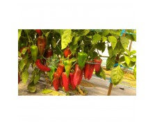 ΠΙΠΕΡΙΑ LAGOON F1