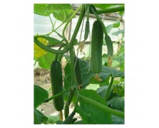 ΑΓΓΟΥΡΙ ΜΙΝΙ HALLEY F1