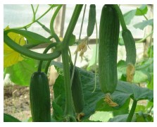 ΑΓΓΟΥΡΙ ΜΙΝΙ HALLEY F1 500 ΣΠΟΡΟΙ