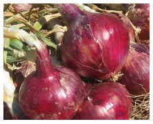 ΚΟΚΚΙΝΟ ΚΡΕΜΜΥΔΙ RED ROCK 250.000 ΣΠΟΡΟΙ