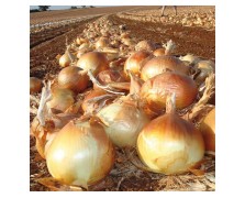 ΞΑΝΘΟ ΚΡΕΜΜΥΔΙ COPPER BALL UG