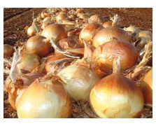 ΞΑΝΘΟ ΚΡΕΜΜΥΔΙ COPPER BALL 250.000 ΣΠΟΡΟΙ