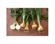 ΞΑΝΘΟ ΚΡΕΜΜΥΔΙ VALENCIANA