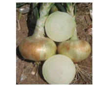 ΞΑΝΘΟ ΚΡΕΜΜΥΔΙ GRANEX A SUPER