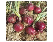 ΚΟΚΚΙΝΟ ΚΡΕΜΜΥΔΙ RED MAGIC