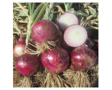 ΚΟΚΚΙΝΟ ΚΡΕΜΜΥΔΙ RED PRIMEUR